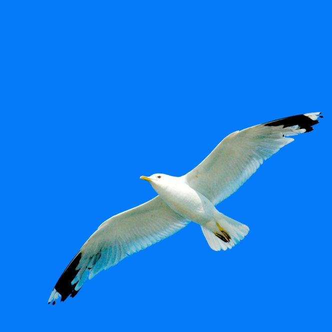 TwooDoo - Möwe im Gleitflug