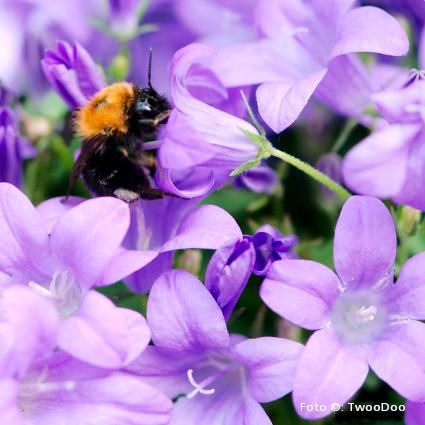 TwooDoo - Hummel